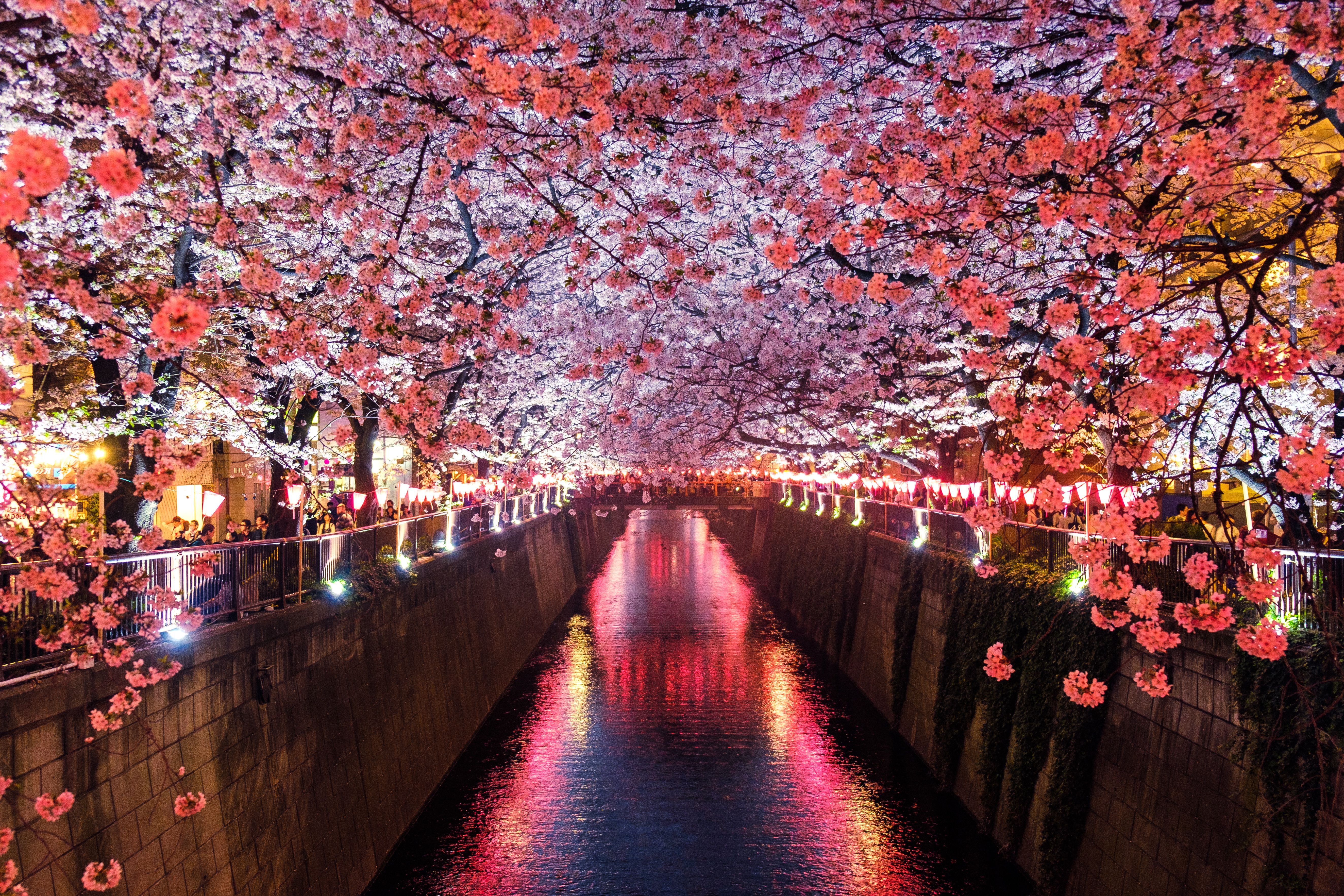 Everything You Need To Know About Cherry Blossom In Japan Hellis Solutions Limited